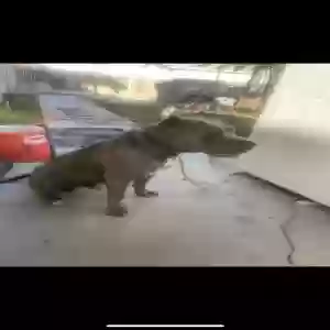 found male dog unknown