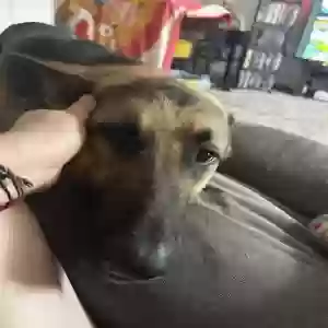 found male dog unknown