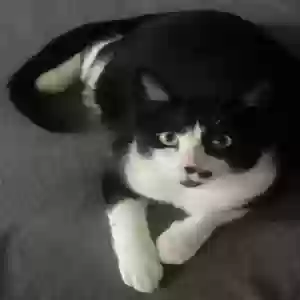 lost male cat nocho