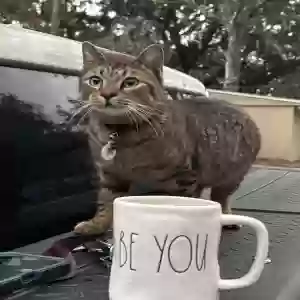 lost male cat ocean