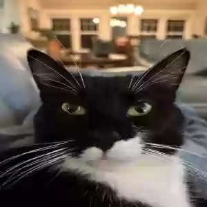 lost male cat cosmo