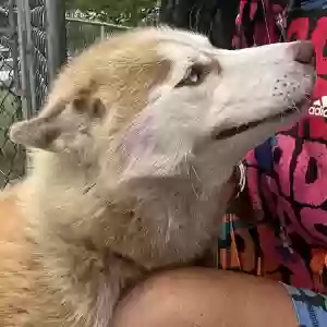 lost female dog lady collins