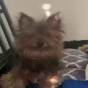 lost male dog coco