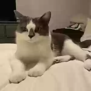 lost male cat chowder