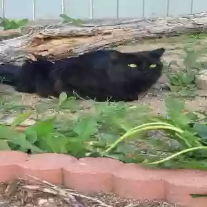 lost male cat fluffy