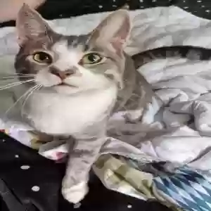 lost male cat moth