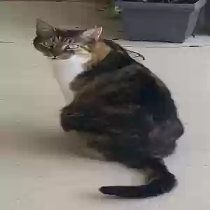 lost female cat chilly