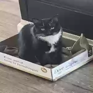 lost female cat nala