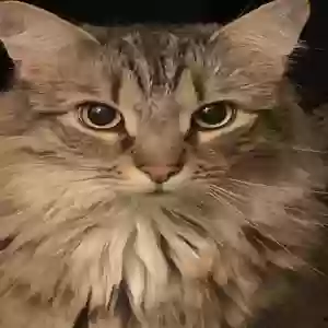 lost male cat timmy