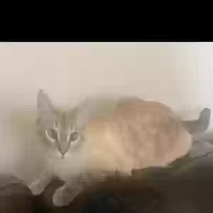 lost female cat mimi