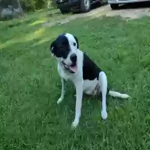 found female dog don
