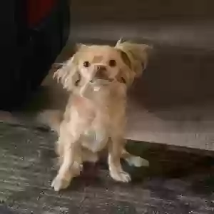lost male dog teddy