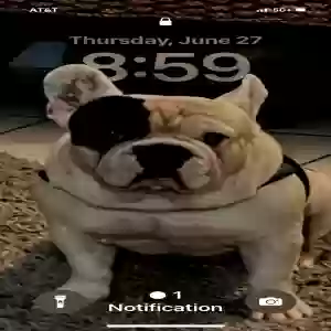 lost male dog habano