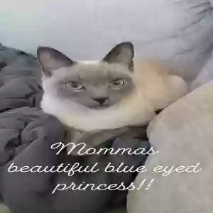 lost female cat sadie