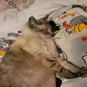 lost male cat monty