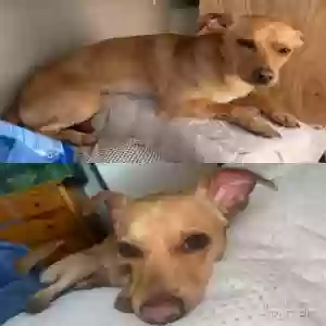 lost male dog chico