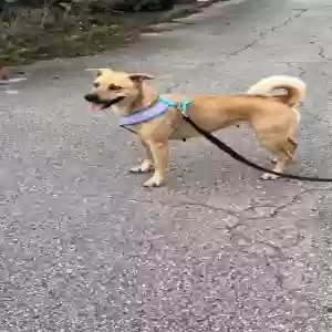 lost female dog shugz
