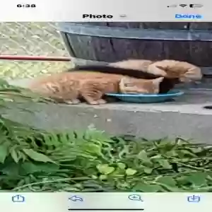 found unknown cat ferel 2 kittens inn cage/ trying to catch mom and 