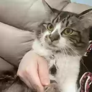 lost male cat uzi