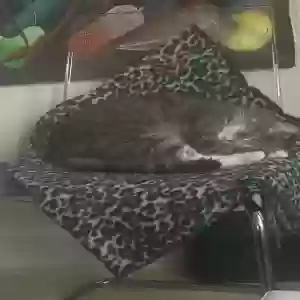lost male cat patrick