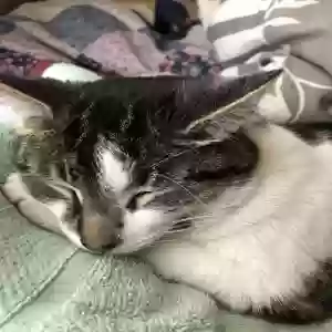 lost female cat ellie