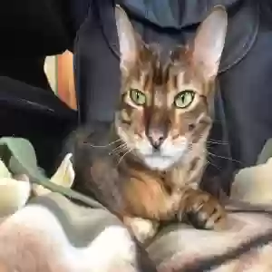 lost male cat oscar