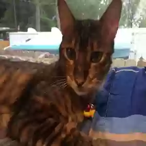 lost male cat oscar