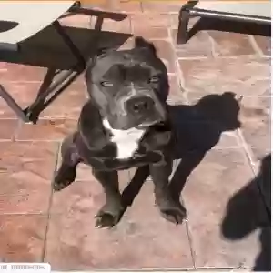 lost female dog millie