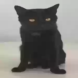lost male cat inky