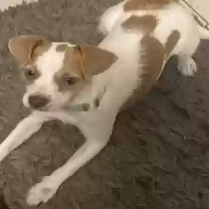 lost female dog bailey