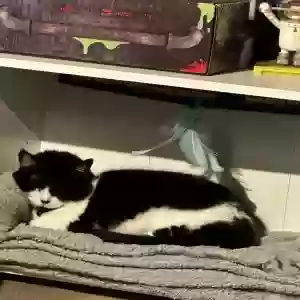 lost female cat jasmine