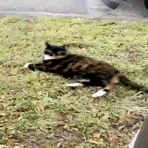 lost female cat forza