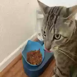 lost male cat diamond