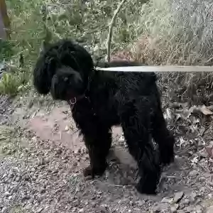 lost female dog sophie