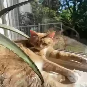lost male cat kemba