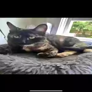 lost female cat luna