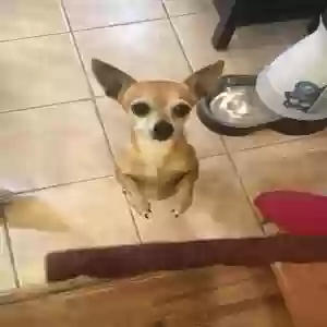 lost male dog max