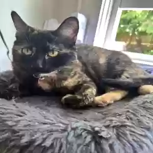lost female cat luna