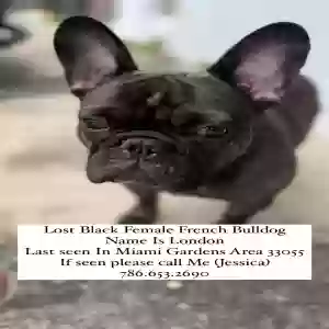 lost female dog london