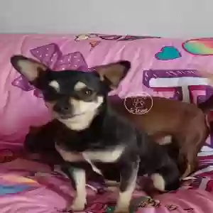 lost female dog scruffy