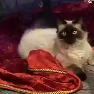 lost female cat rosebud. “ rosie “