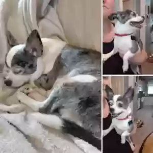 lost male dog hercules