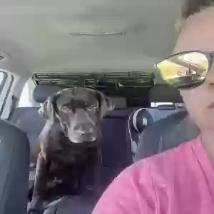 lost male dog unknown