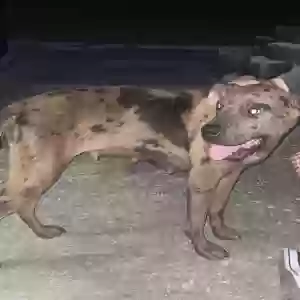 found female dog unknown