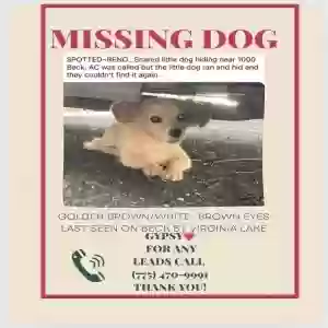 lost female dog gypsy