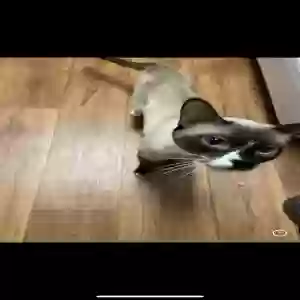 lost female cat amaia rose