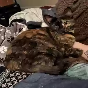 lost female cat kiki