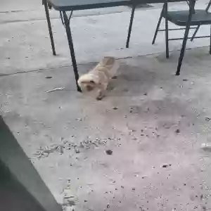 lost female dog skye