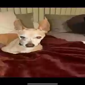 lost male dog juniors