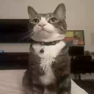 lost male cat ricky